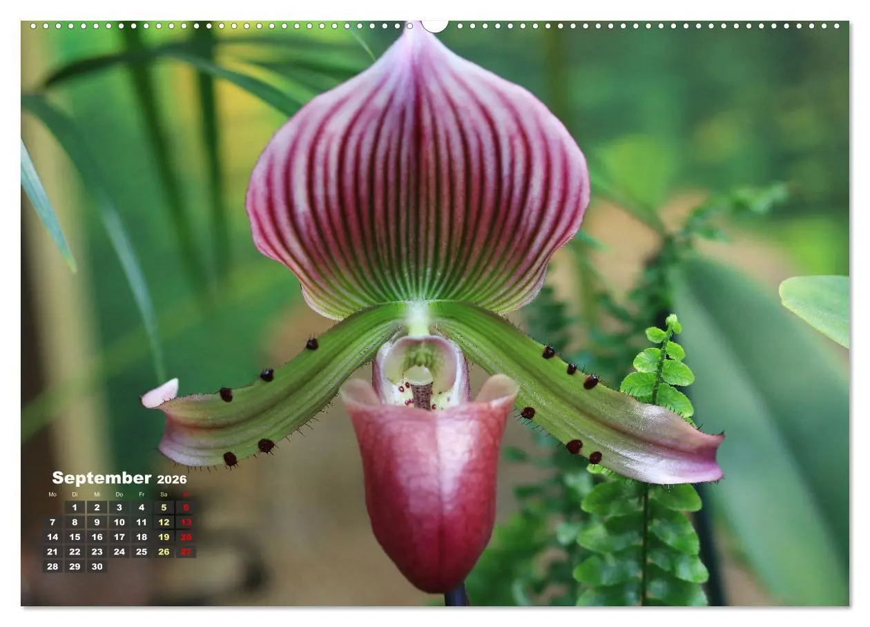 Bild: 9783457461709 | Prächtige Orchideen (hochwertiger Premium Wandkalender 2026 DIN A2...