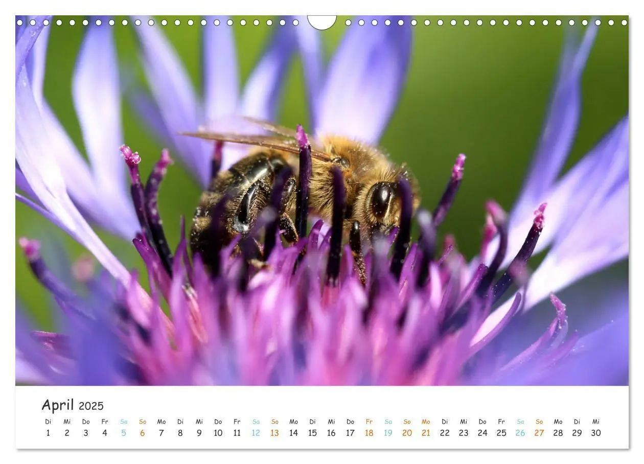 Bild: 9783435051809 | Bee Beautiful - Die phantastische Welt der Bienen (Wandkalender...