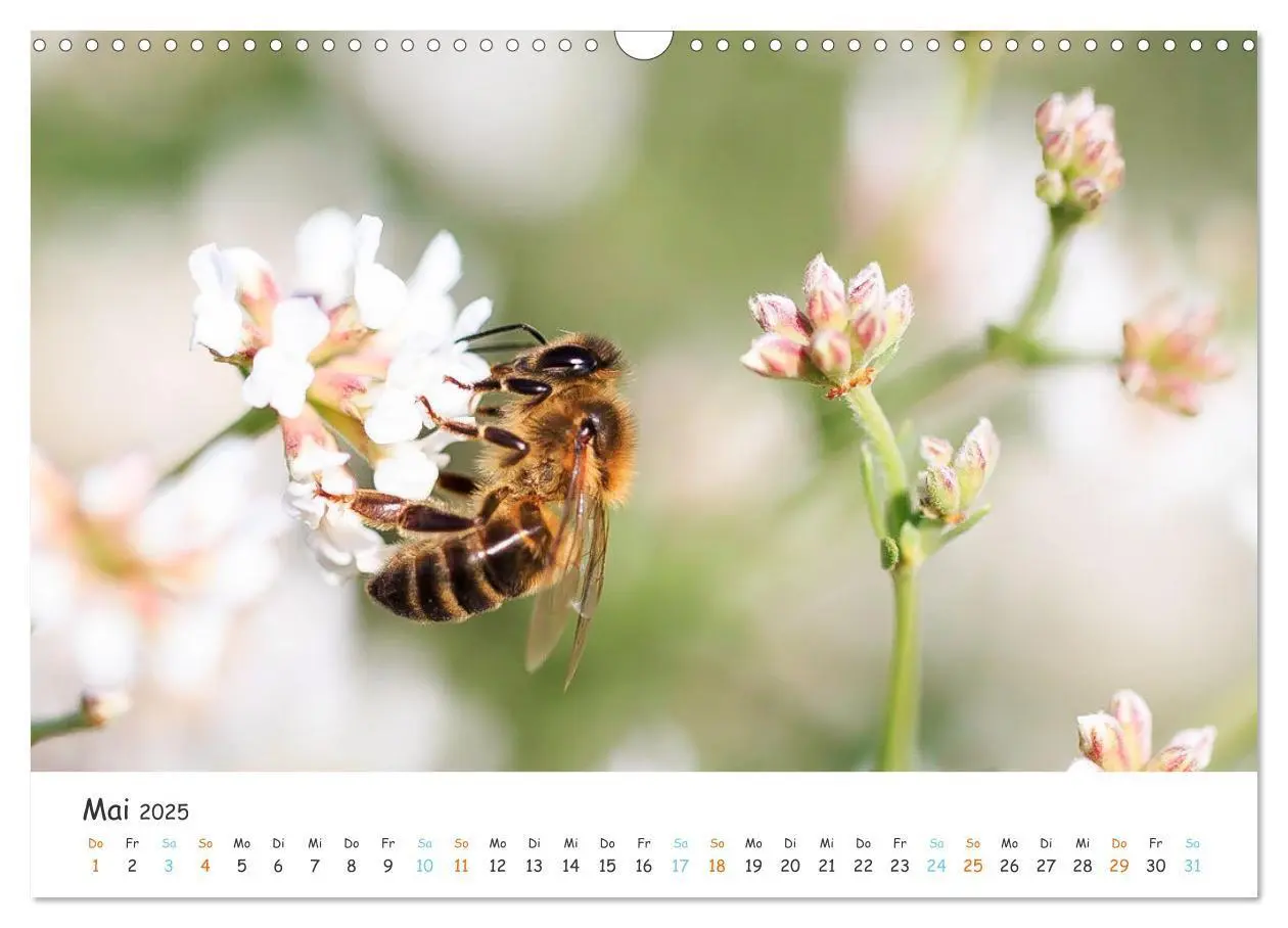 Bild: 9783435051809 | Bee Beautiful - Die phantastische Welt der Bienen (Wandkalender...