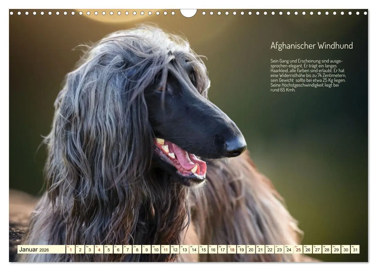 Bild: 9783457381809 | Windhunde im Portrait (Wandkalender 2026 DIN A3 quer), CALVENDO...