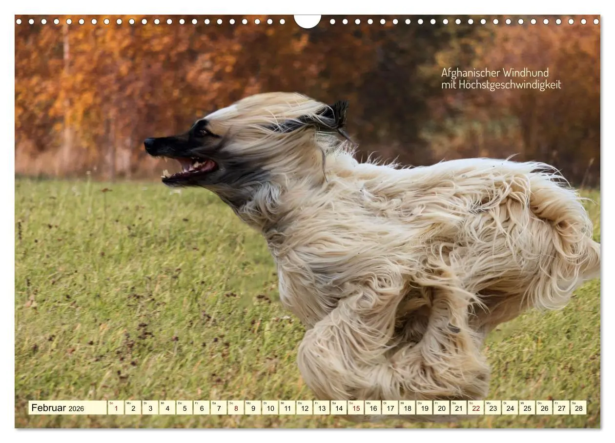 Bild: 9783457381809 | Windhunde im Portrait (Wandkalender 2026 DIN A3 quer), CALVENDO...