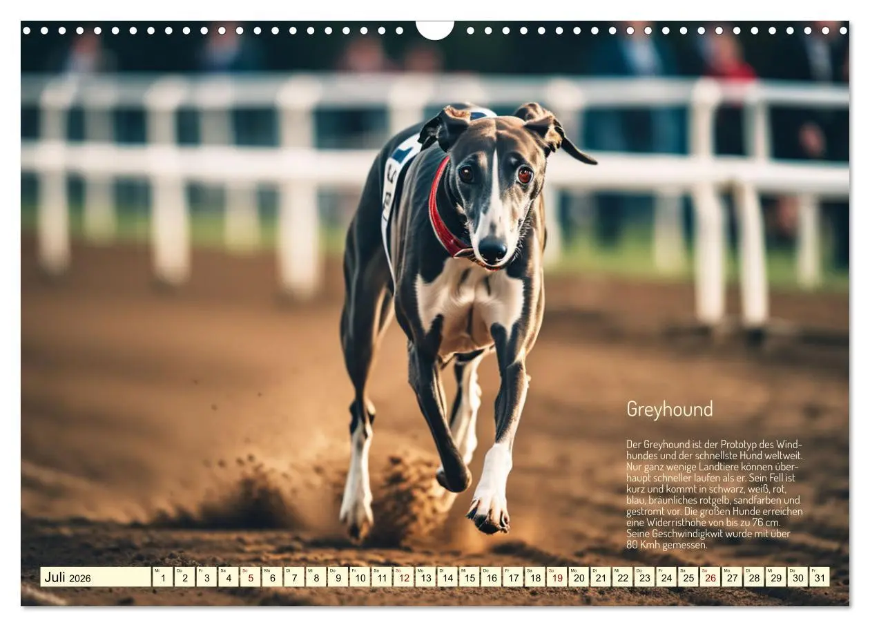 Bild: 9783457381809 | Windhunde im Portrait (Wandkalender 2026 DIN A3 quer), CALVENDO...