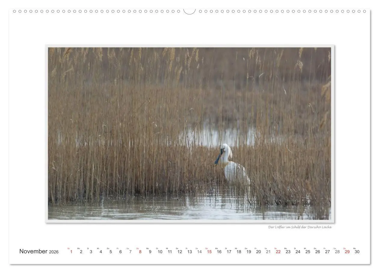 Bild: 9783516221909 | Neusiedler See / CH-Version (hochwertiger Premium Wandkalender 2026...
