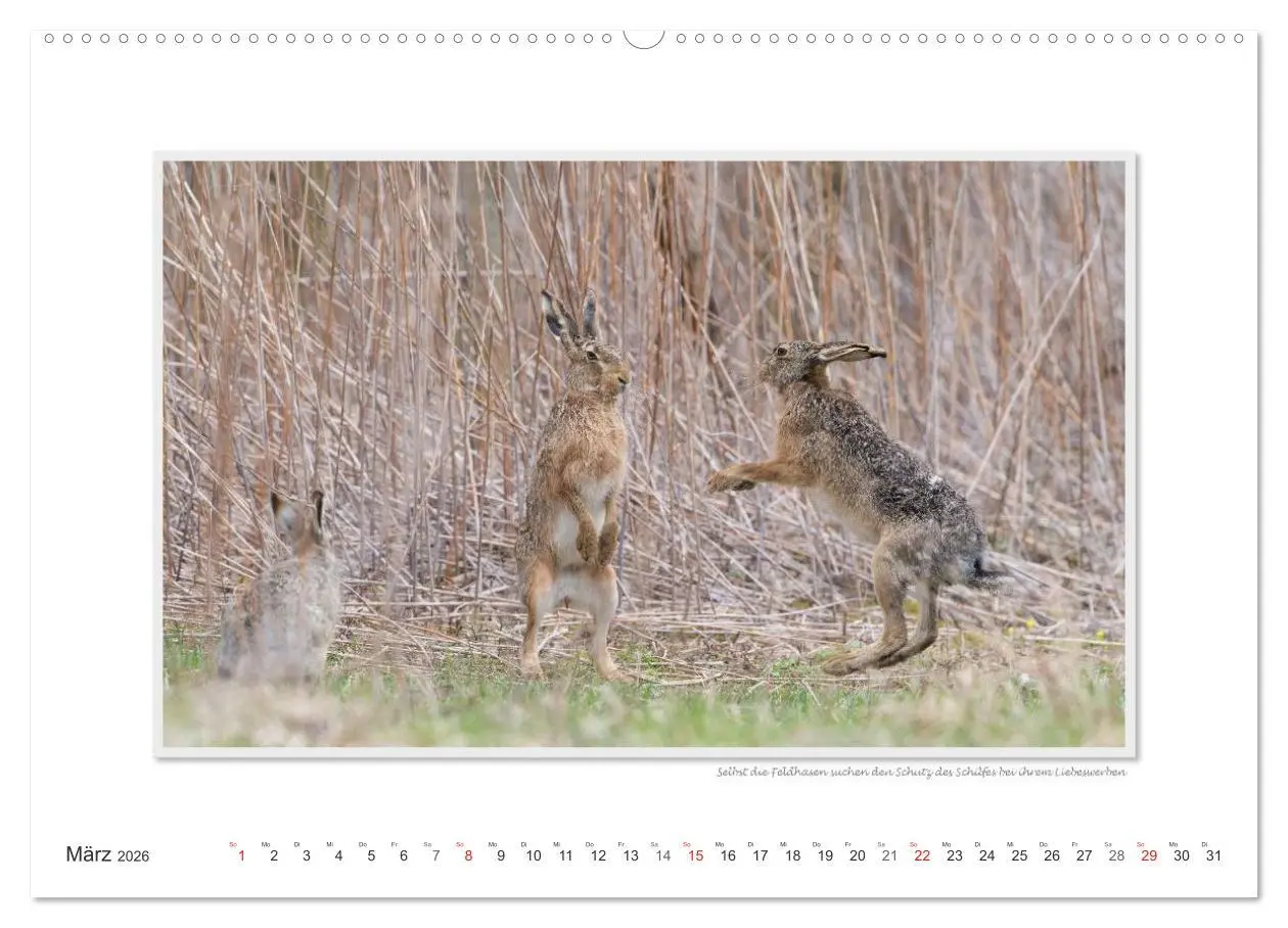 Bild: 9783516221909 | Neusiedler See / CH-Version (hochwertiger Premium Wandkalender 2026...