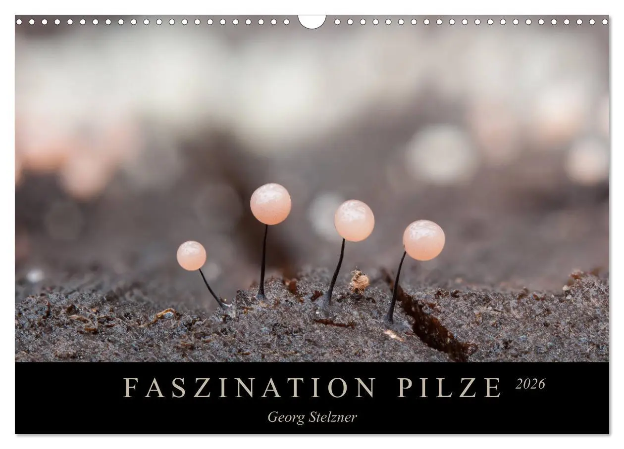 Cover: 9783457872109 | FASZINATION PILZE 2026 (Wandkalender 2026 DIN A3 quer), CALVENDO...