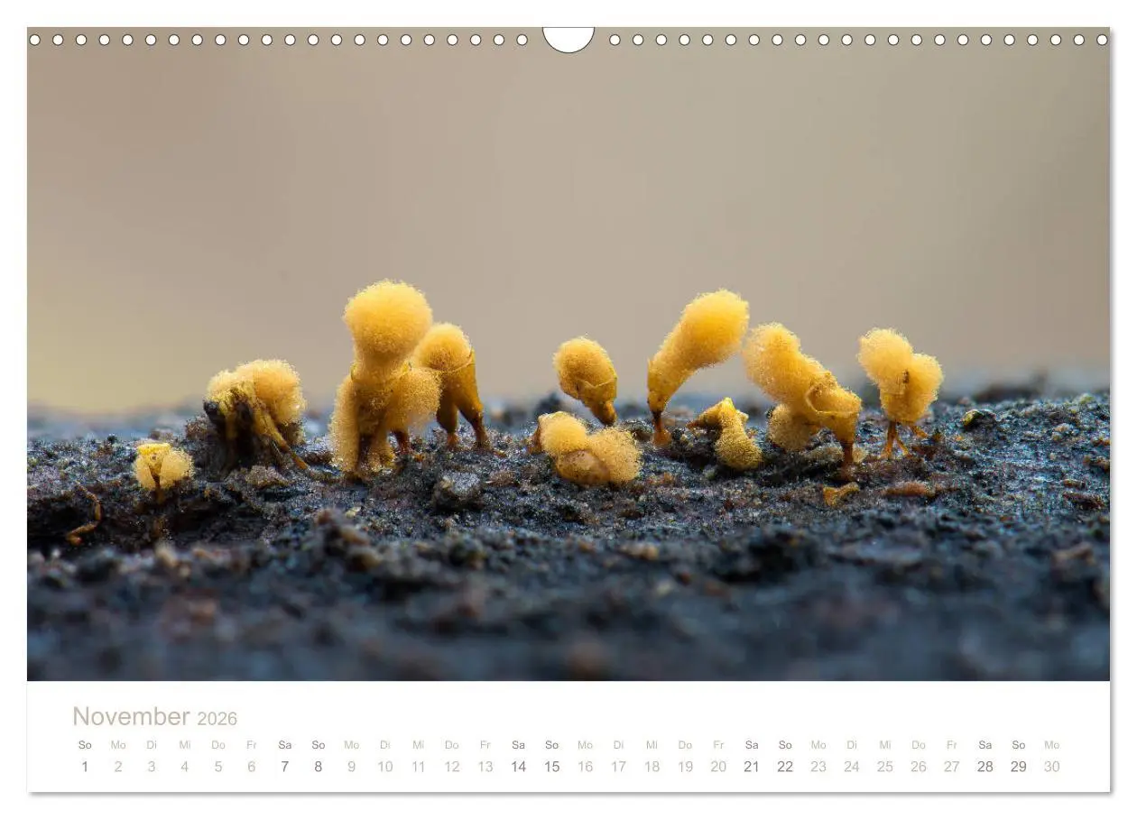 Bild: 9783457872109 | FASZINATION PILZE 2026 (Wandkalender 2026 DIN A3 quer), CALVENDO...