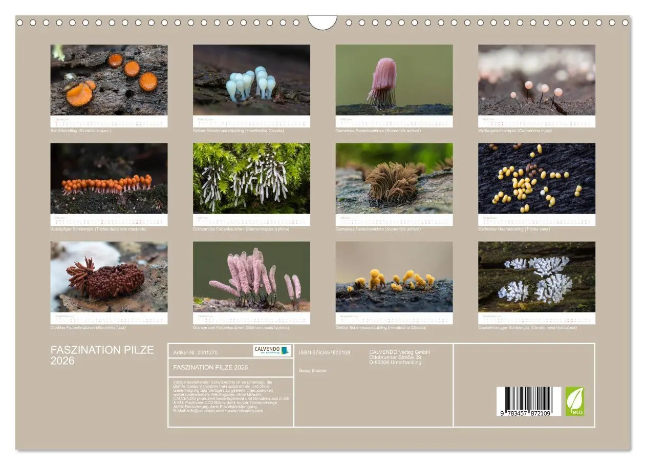 Bild: 9783457872109 | FASZINATION PILZE 2026 (Wandkalender 2026 DIN A3 quer), CALVENDO...