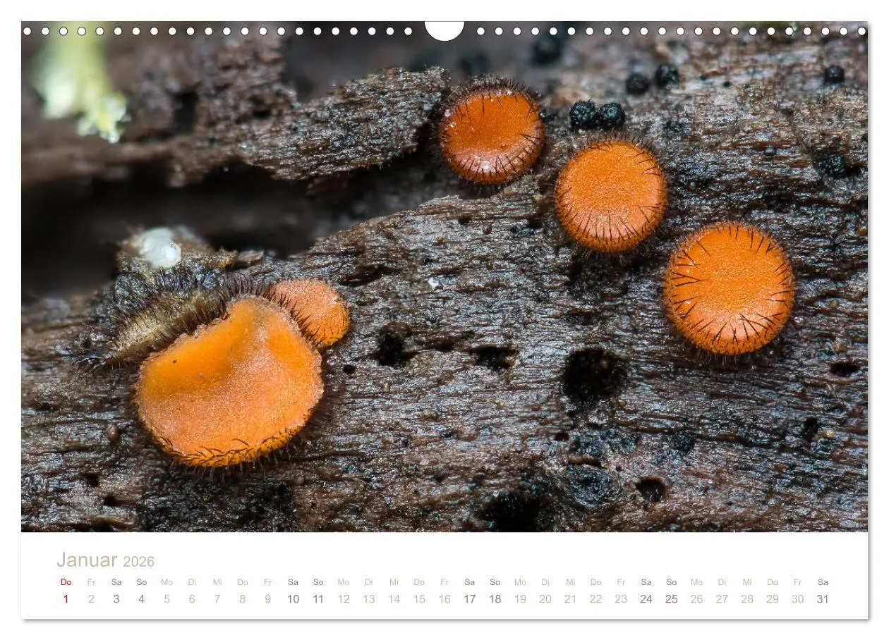 Bild: 9783457872109 | FASZINATION PILZE 2026 (Wandkalender 2026 DIN A3 quer), CALVENDO...