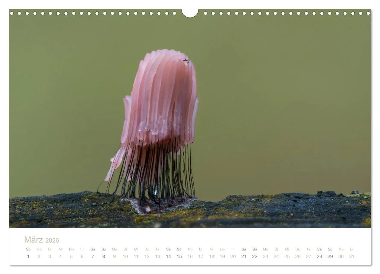 Bild: 9783457872109 | FASZINATION PILZE 2026 (Wandkalender 2026 DIN A3 quer), CALVENDO...