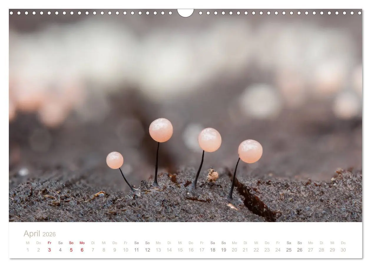 Bild: 9783457872109 | FASZINATION PILZE 2026 (Wandkalender 2026 DIN A3 quer), CALVENDO...