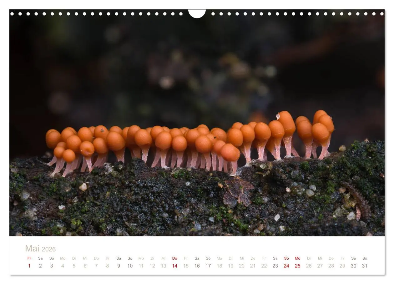Bild: 9783457872109 | FASZINATION PILZE 2026 (Wandkalender 2026 DIN A3 quer), CALVENDO...