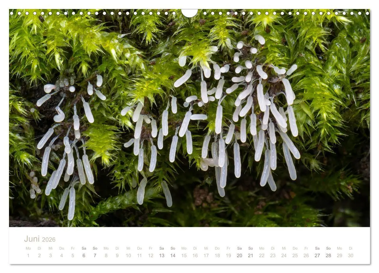 Bild: 9783457872109 | FASZINATION PILZE 2026 (Wandkalender 2026 DIN A3 quer), CALVENDO...