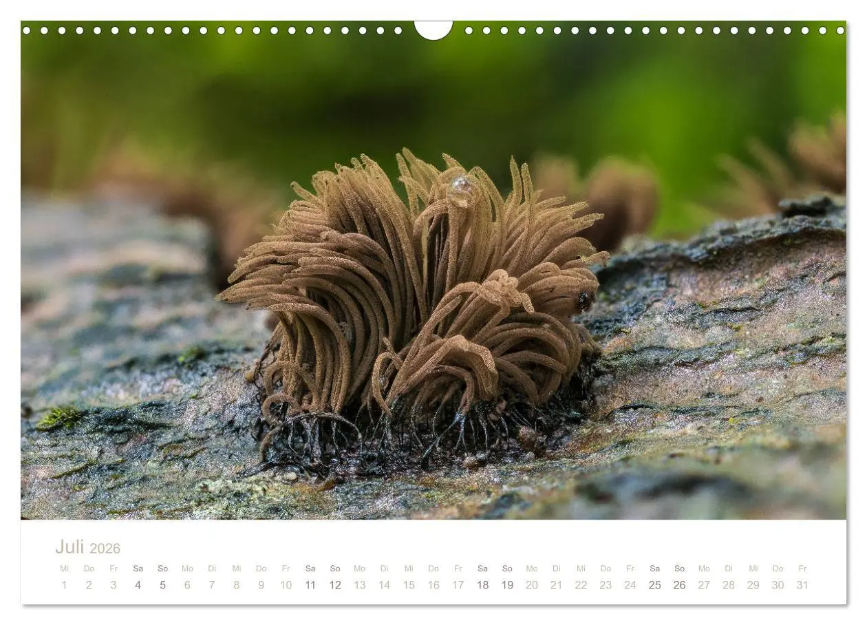 Bild: 9783457872109 | FASZINATION PILZE 2026 (Wandkalender 2026 DIN A3 quer), CALVENDO...
