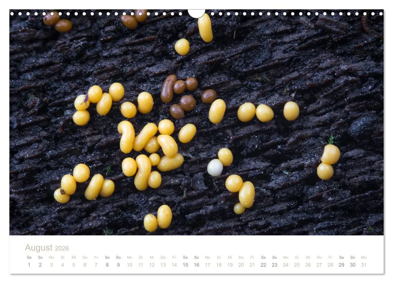 Bild: 9783457872109 | FASZINATION PILZE 2026 (Wandkalender 2026 DIN A3 quer), CALVENDO...