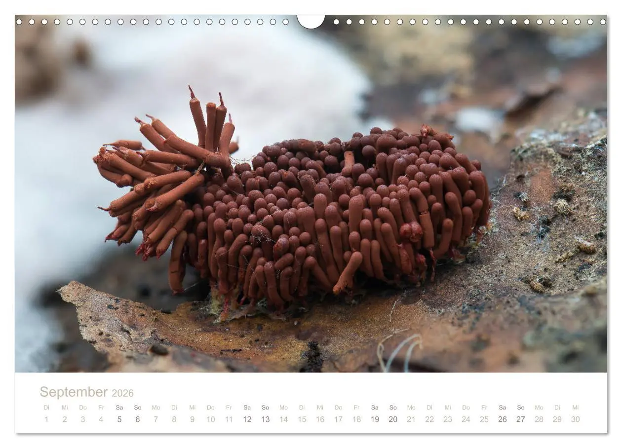 Bild: 9783457872109 | FASZINATION PILZE 2026 (Wandkalender 2026 DIN A3 quer), CALVENDO...