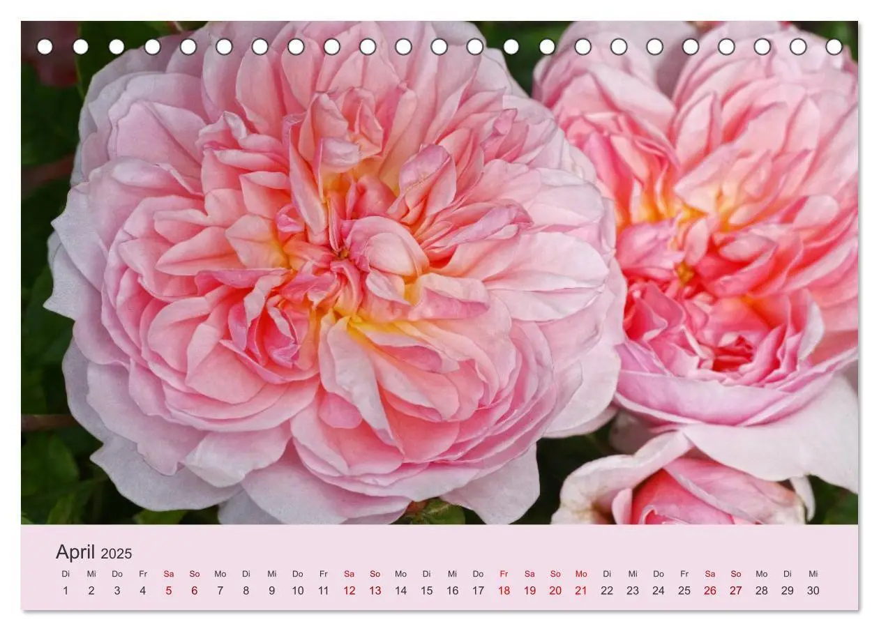 Bild: 9783435452309 | Rosen Reigen im Garten (Tischkalender 2025 DIN A5 quer), CALVENDO...