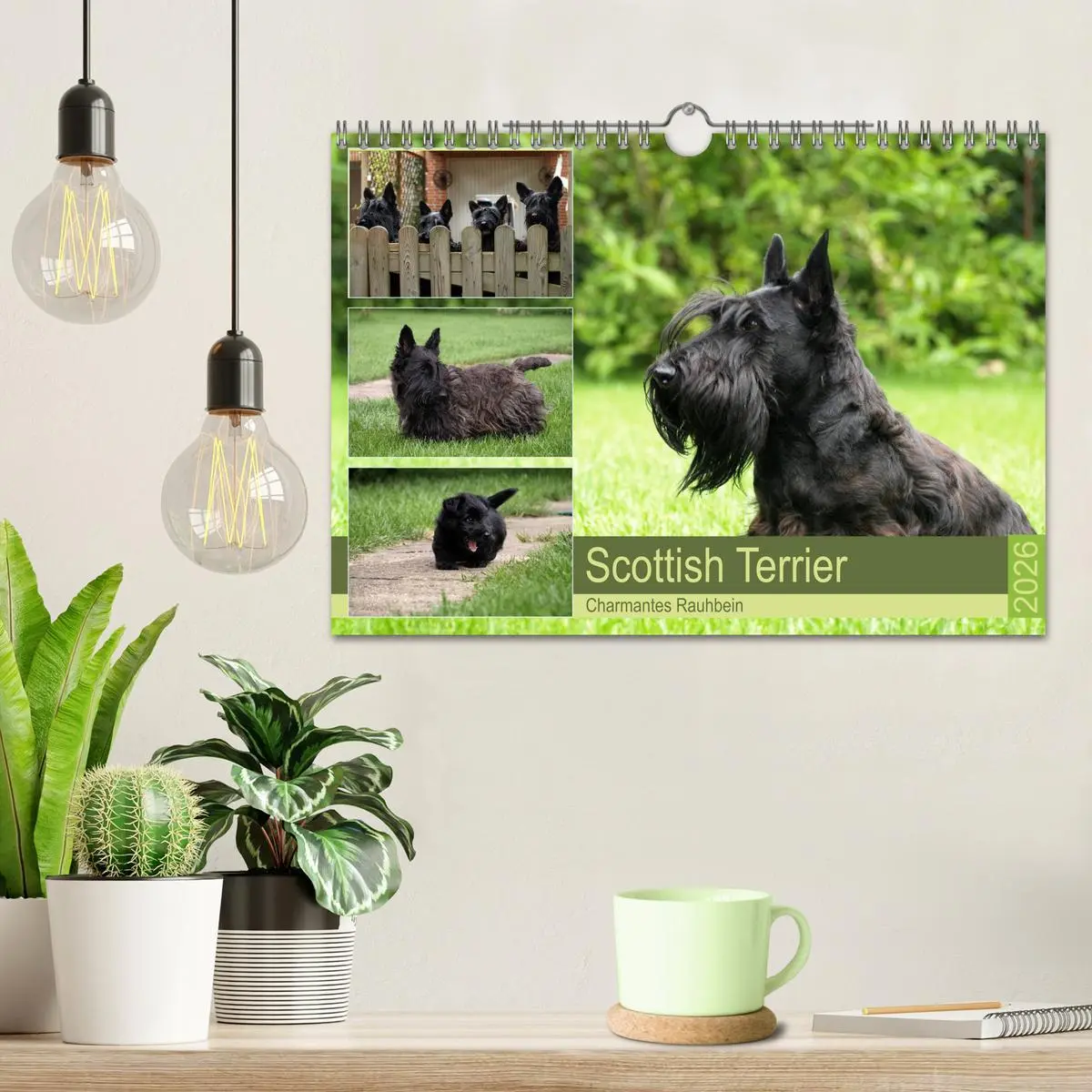 Bild: 9783457842409 | Scottish Terrier - Charmantes Rauhbein (Wandkalender 2026 DIN A4...