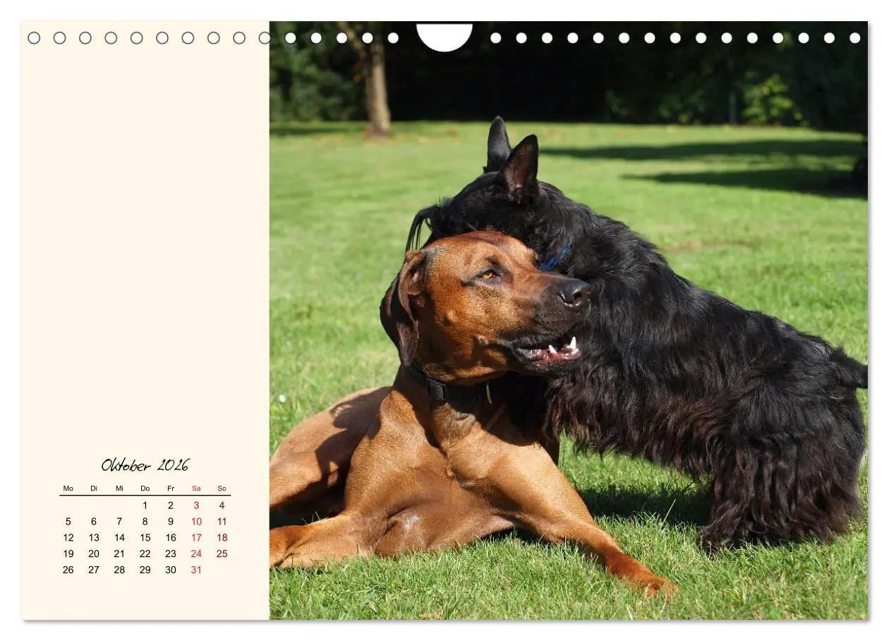 Bild: 9783457842409 | Scottish Terrier - Charmantes Rauhbein (Wandkalender 2026 DIN A4...