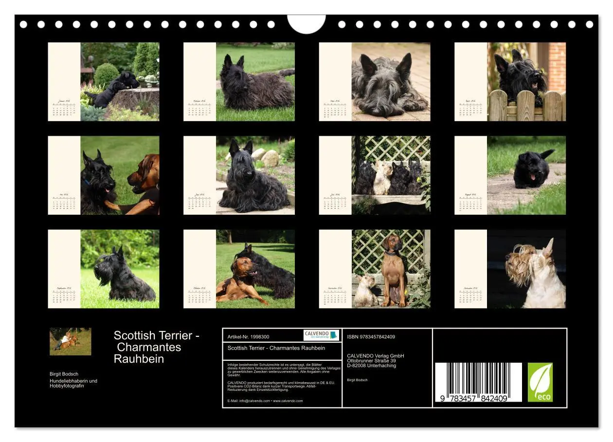Bild: 9783457842409 | Scottish Terrier - Charmantes Rauhbein (Wandkalender 2026 DIN A4...