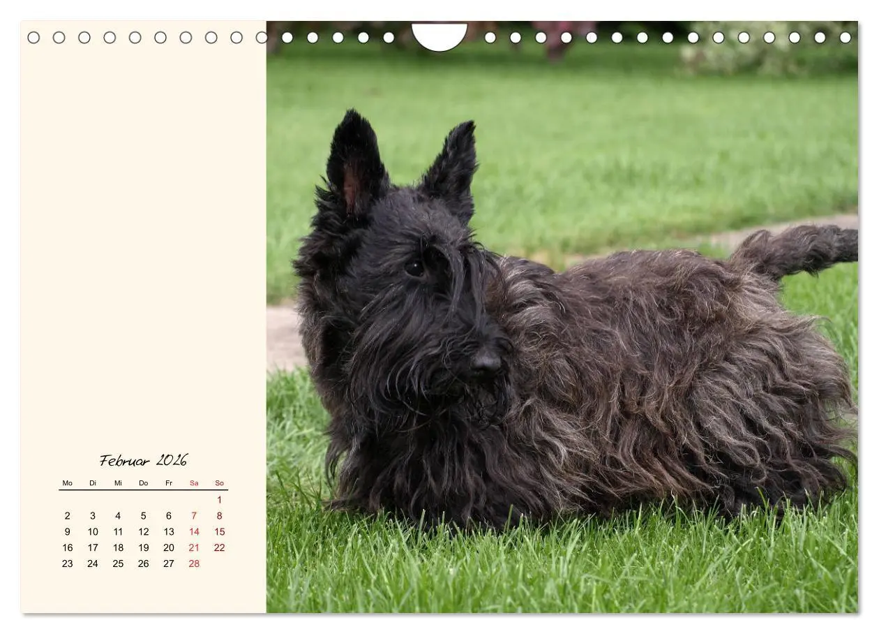 Bild: 9783457842409 | Scottish Terrier - Charmantes Rauhbein (Wandkalender 2026 DIN A4...