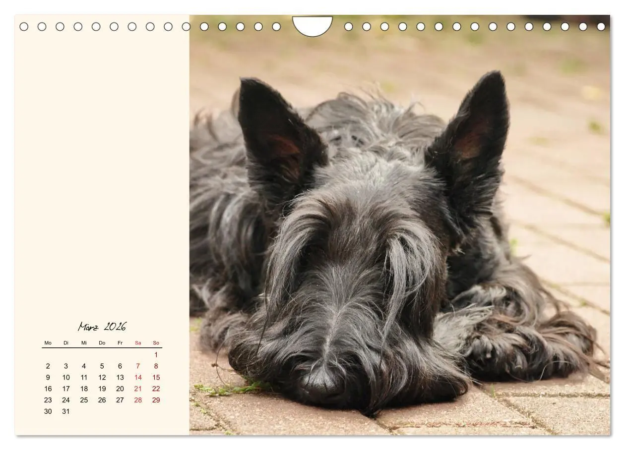 Bild: 9783457842409 | Scottish Terrier - Charmantes Rauhbein (Wandkalender 2026 DIN A4...