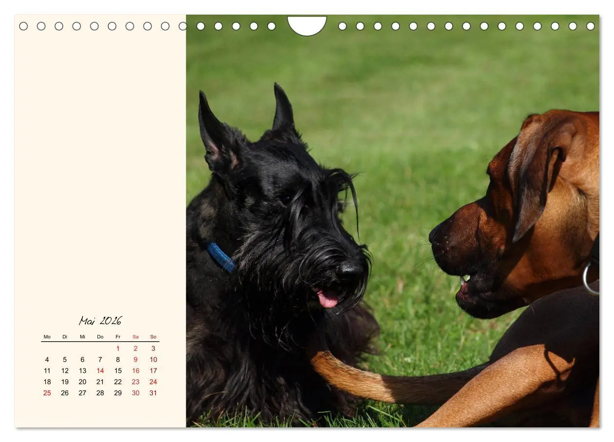 Bild: 9783457842409 | Scottish Terrier - Charmantes Rauhbein (Wandkalender 2026 DIN A4...