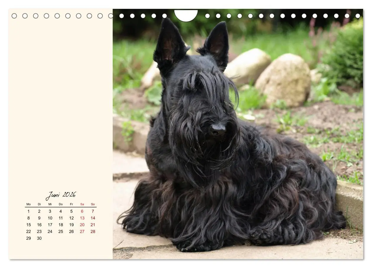 Bild: 9783457842409 | Scottish Terrier - Charmantes Rauhbein (Wandkalender 2026 DIN A4...