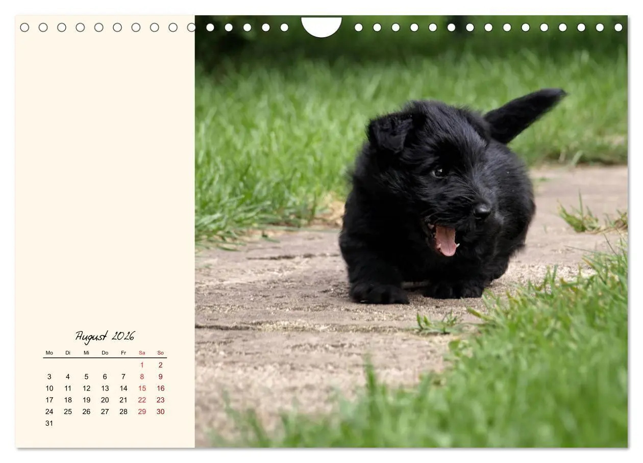 Bild: 9783457842409 | Scottish Terrier - Charmantes Rauhbein (Wandkalender 2026 DIN A4...