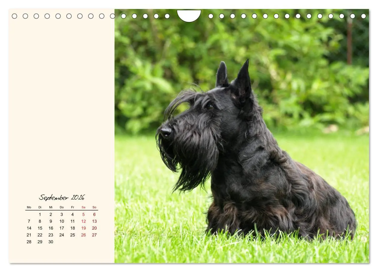 Bild: 9783457842409 | Scottish Terrier - Charmantes Rauhbein (Wandkalender 2026 DIN A4...