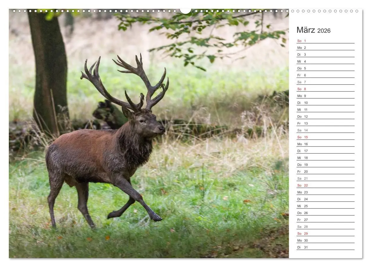 Bild: 9783516002409 | Emotionale Momente: Hirschbrunft. Part II. (Wandkalender 2026 DIN...