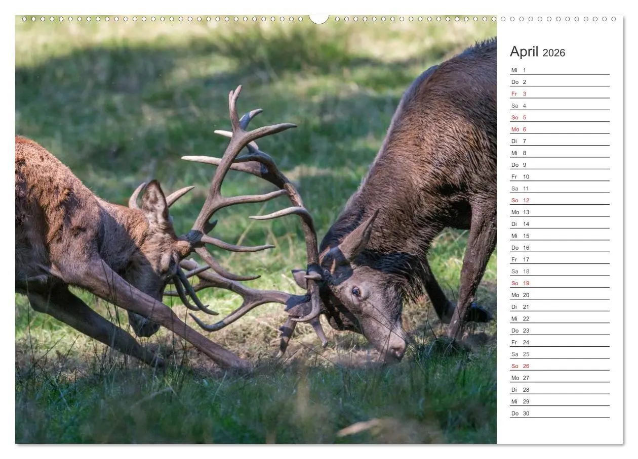 Bild: 9783516002409 | Emotionale Momente: Hirschbrunft. Part II. (Wandkalender 2026 DIN...