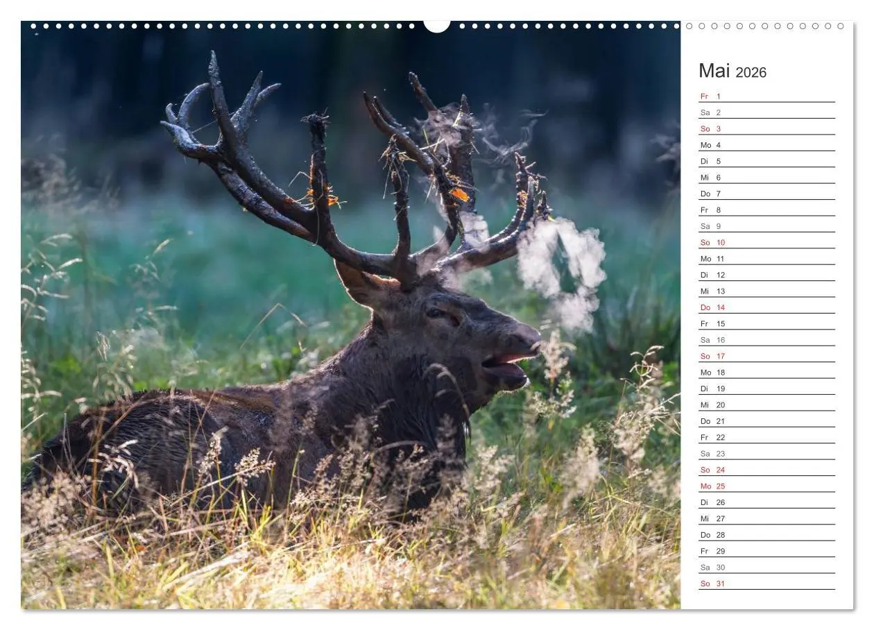 Bild: 9783516002409 | Emotionale Momente: Hirschbrunft. Part II. (Wandkalender 2026 DIN...