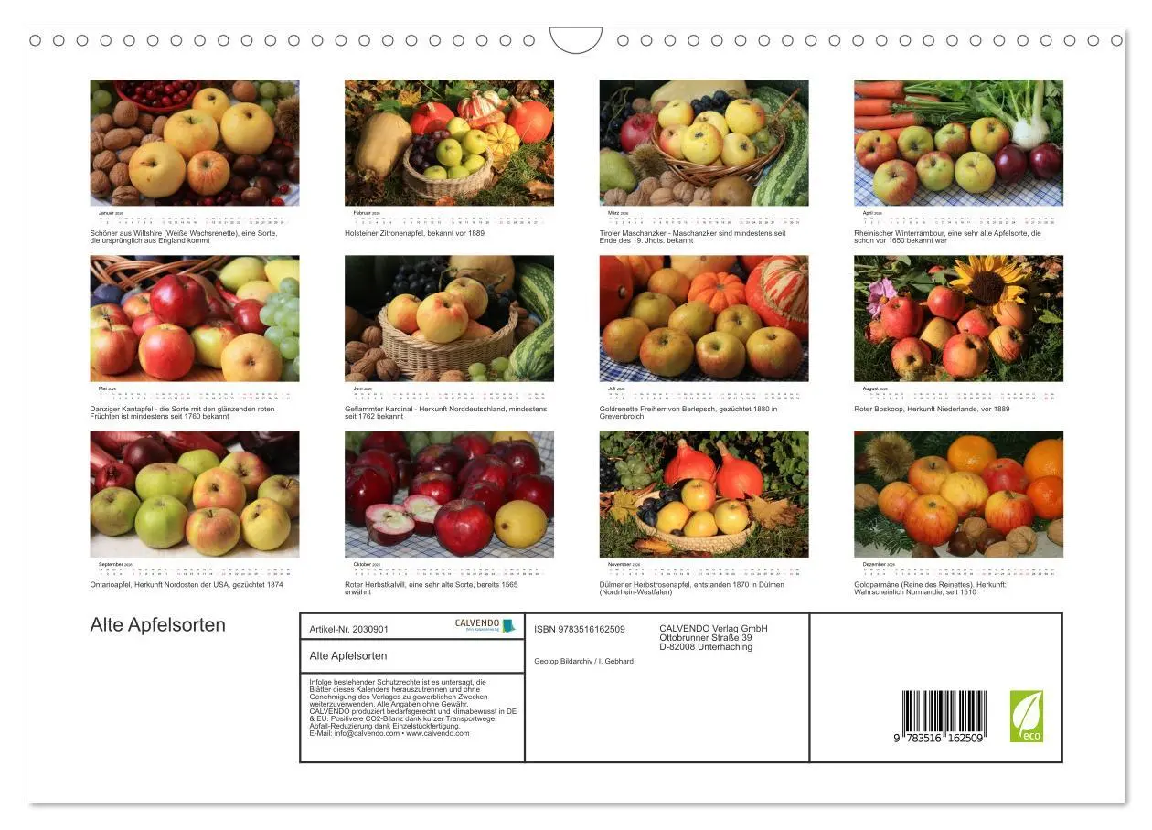 Bild: 9783516162509 | Alte Apfelsorten (Wandkalender 2026 DIN A3 quer), CALVENDO...