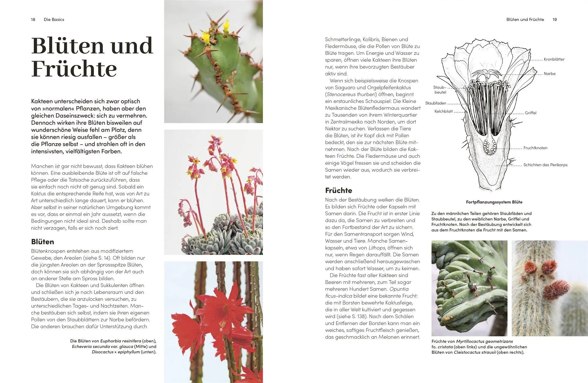 Bild: 9783831052509 | Kakteen und Sukkulenten | Sarah Gerrard-Jones | Buch | 256 S. | 2026