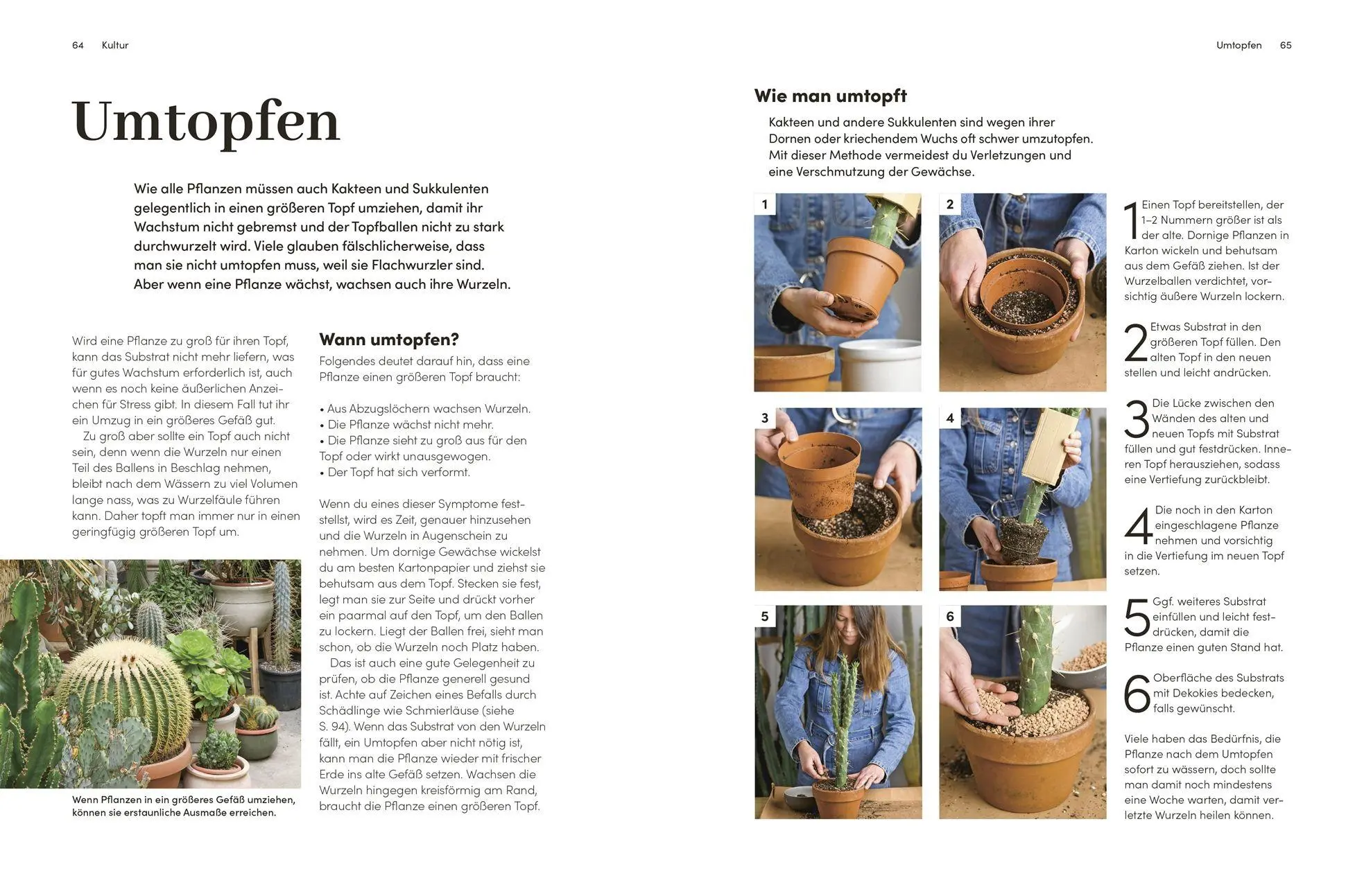 Bild: 9783831052509 | Kakteen und Sukkulenten | Sarah Gerrard-Jones | Buch | 256 S. | 2026