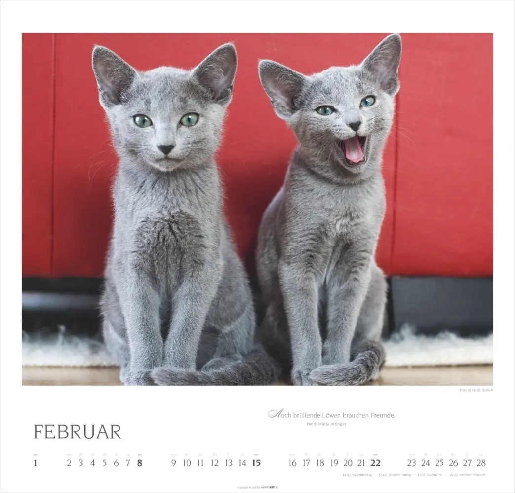 Bild: 9783839902509 | Katzen - Diven auf Samtpfoten Kalender 2026 | Kalender | Spiralbindung