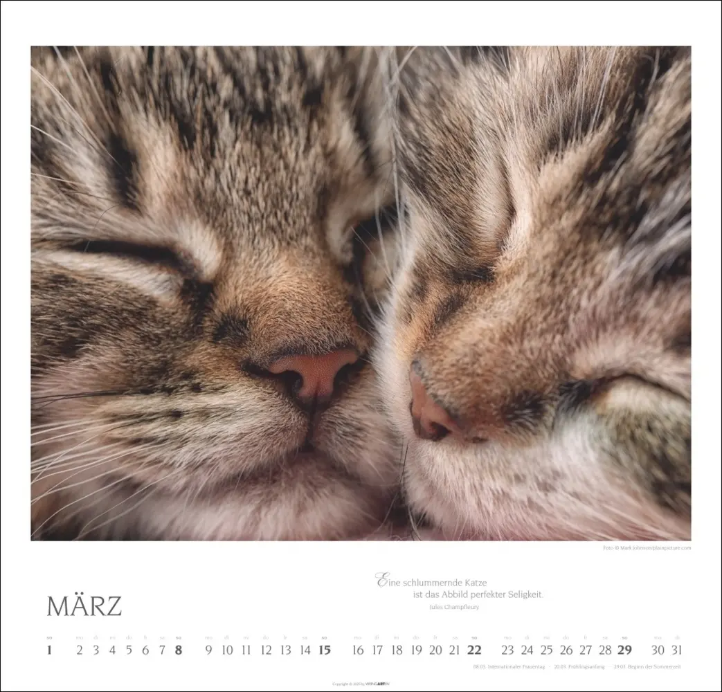 Bild: 9783839902509 | Katzen - Diven auf Samtpfoten Kalender 2026 | Kalender | Spiralbindung
