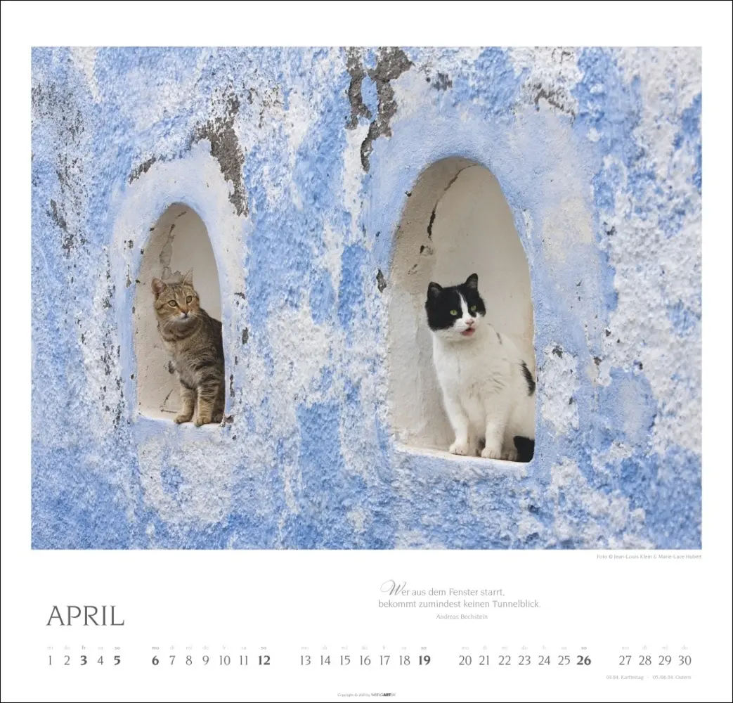 Bild: 9783839902509 | Katzen - Diven auf Samtpfoten Kalender 2026 | Kalender | Spiralbindung