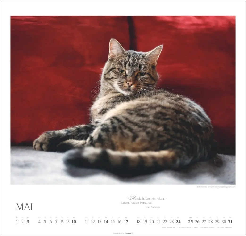 Bild: 9783839902509 | Katzen - Diven auf Samtpfoten Kalender 2026 | Kalender | Spiralbindung