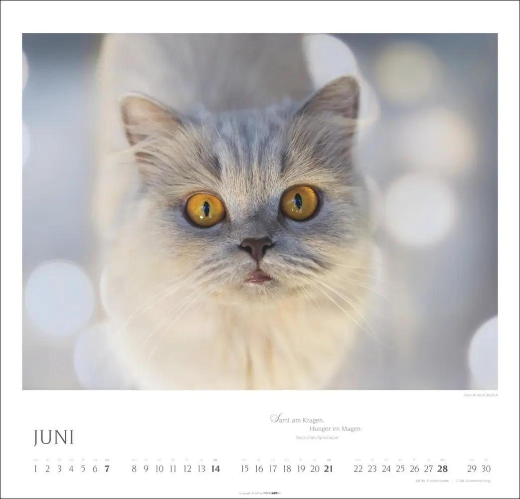 Bild: 9783839902509 | Katzen - Diven auf Samtpfoten Kalender 2026 | Kalender | Spiralbindung