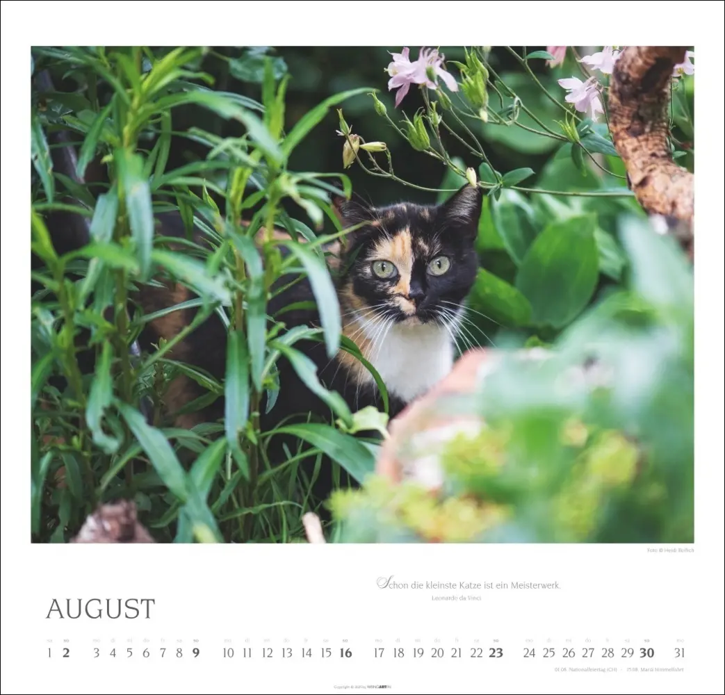 Bild: 9783839902509 | Katzen - Diven auf Samtpfoten Kalender 2026 | Kalender | Spiralbindung