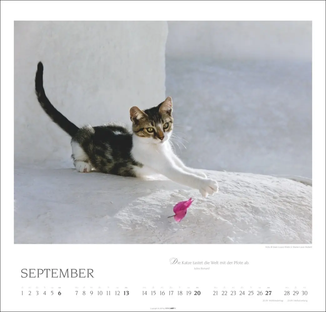 Bild: 9783839902509 | Katzen - Diven auf Samtpfoten Kalender 2026 | Kalender | Spiralbindung