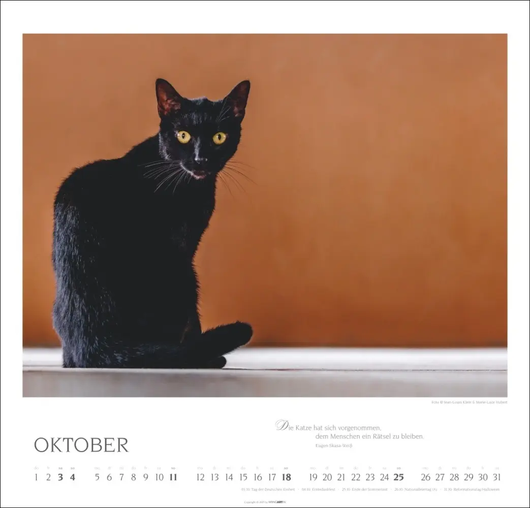 Bild: 9783839902509 | Katzen - Diven auf Samtpfoten Kalender 2026 | Kalender | Spiralbindung