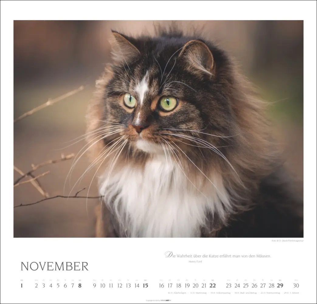 Bild: 9783839902509 | Katzen - Diven auf Samtpfoten Kalender 2026 | Kalender | Spiralbindung
