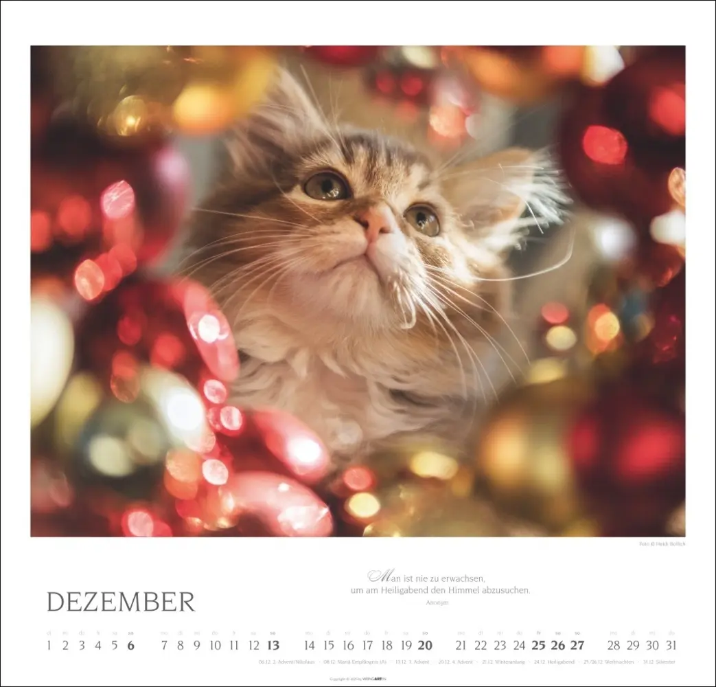 Bild: 9783839902509 | Katzen - Diven auf Samtpfoten Kalender 2026 | Kalender | Spiralbindung