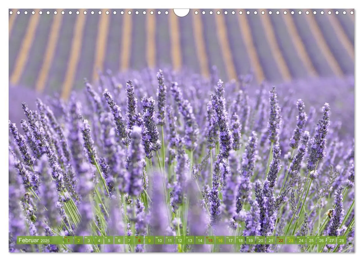 Bild: 9783383882609 | Der Duft von Lavendel (Wandkalender 2025 DIN A3 quer), CALVENDO...