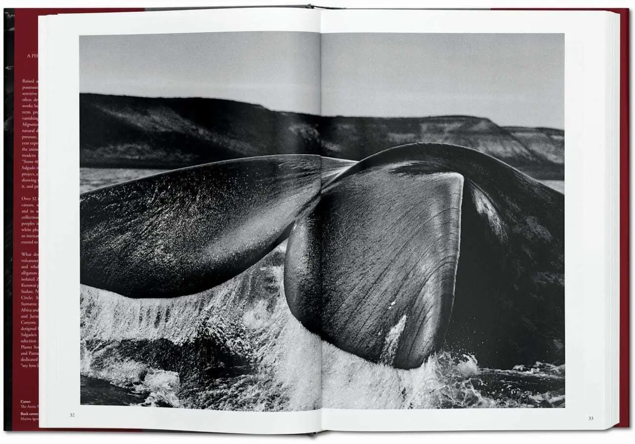 Bild: 9783836542609 | Sebastião Salgado. Génesis | Lélia Wanick Salgado | Buch | 520 S.