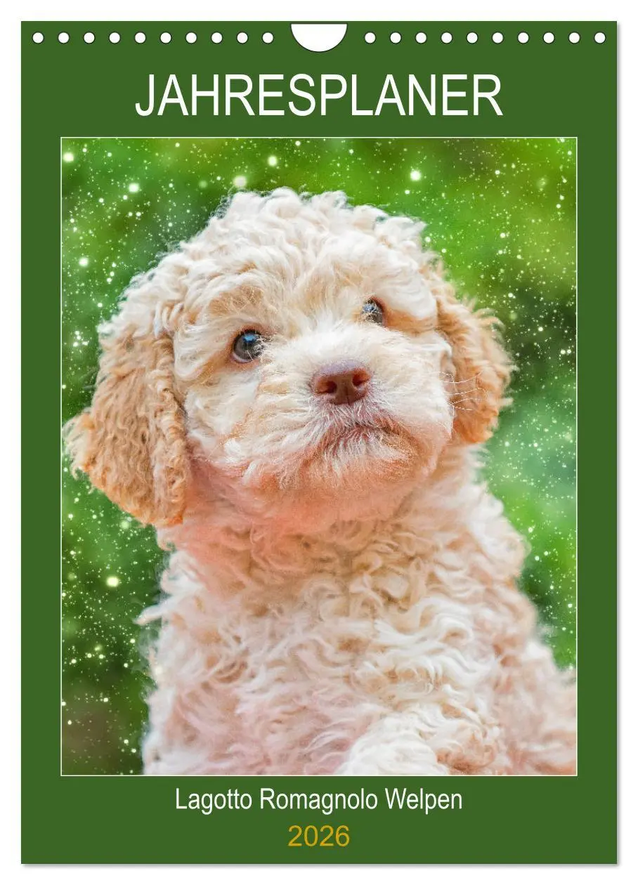 Cover: 9783516382709 | Jahresplaner Lagotto Romagnolo Welpen (Wandkalender 2026 DIN A4...