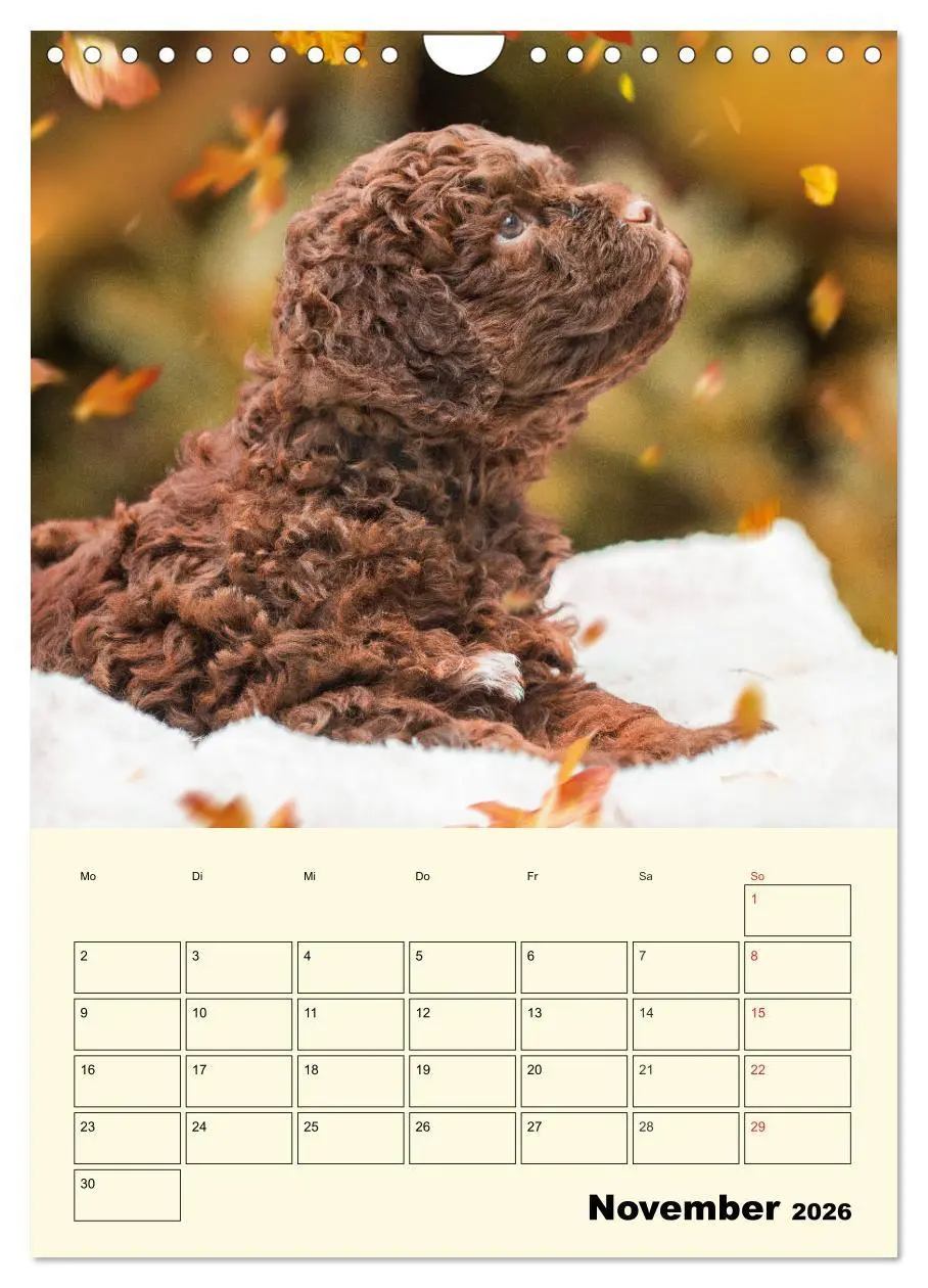 Bild: 9783516382709 | Jahresplaner Lagotto Romagnolo Welpen (Wandkalender 2026 DIN A4...