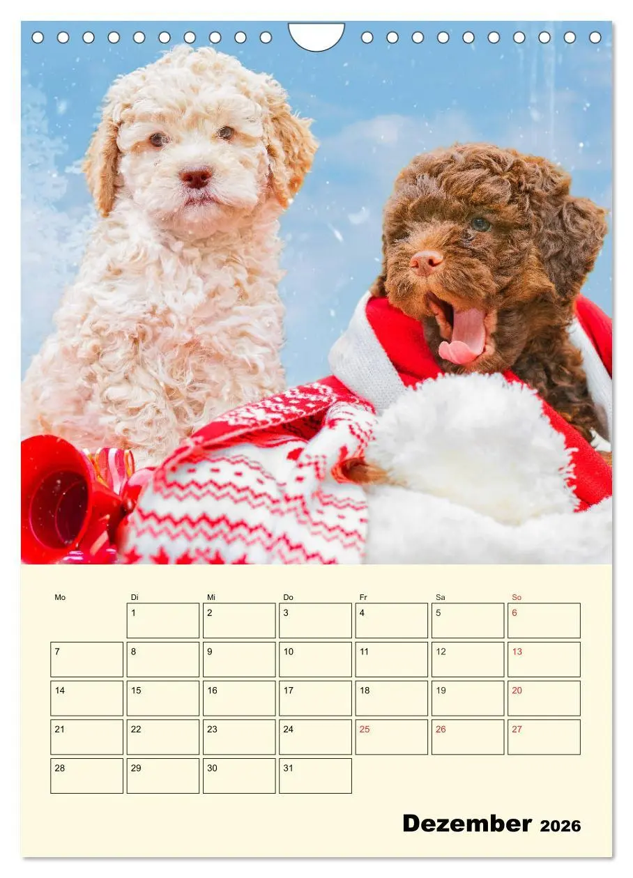 Bild: 9783516382709 | Jahresplaner Lagotto Romagnolo Welpen (Wandkalender 2026 DIN A4...